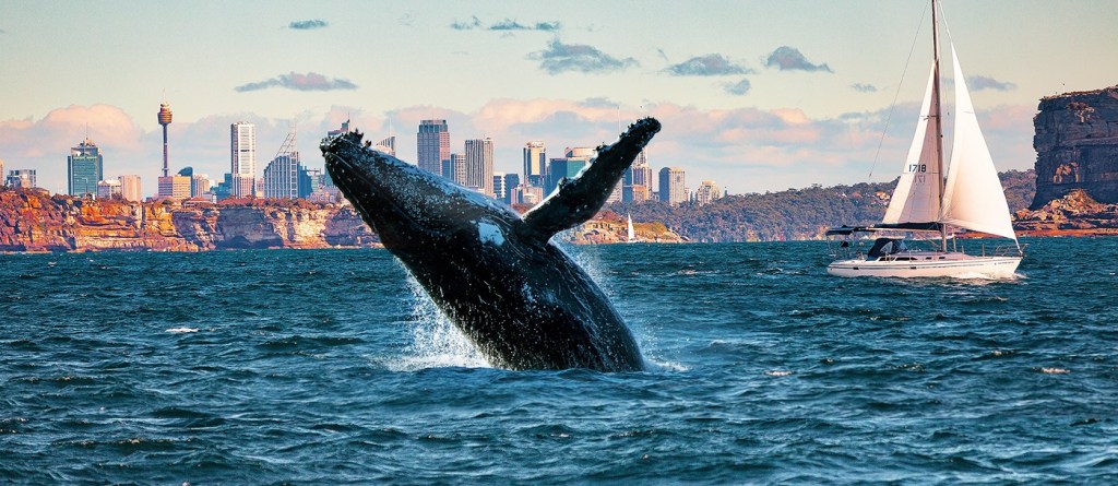 whale-watching-Sydney